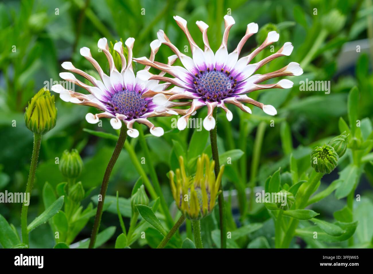 Osteospermum White Spoon, Afrikanische Aster White Spoon, geriffelte weiße Blütenblätter, kontrastierendes purpurblaues Zentrum Stockfoto