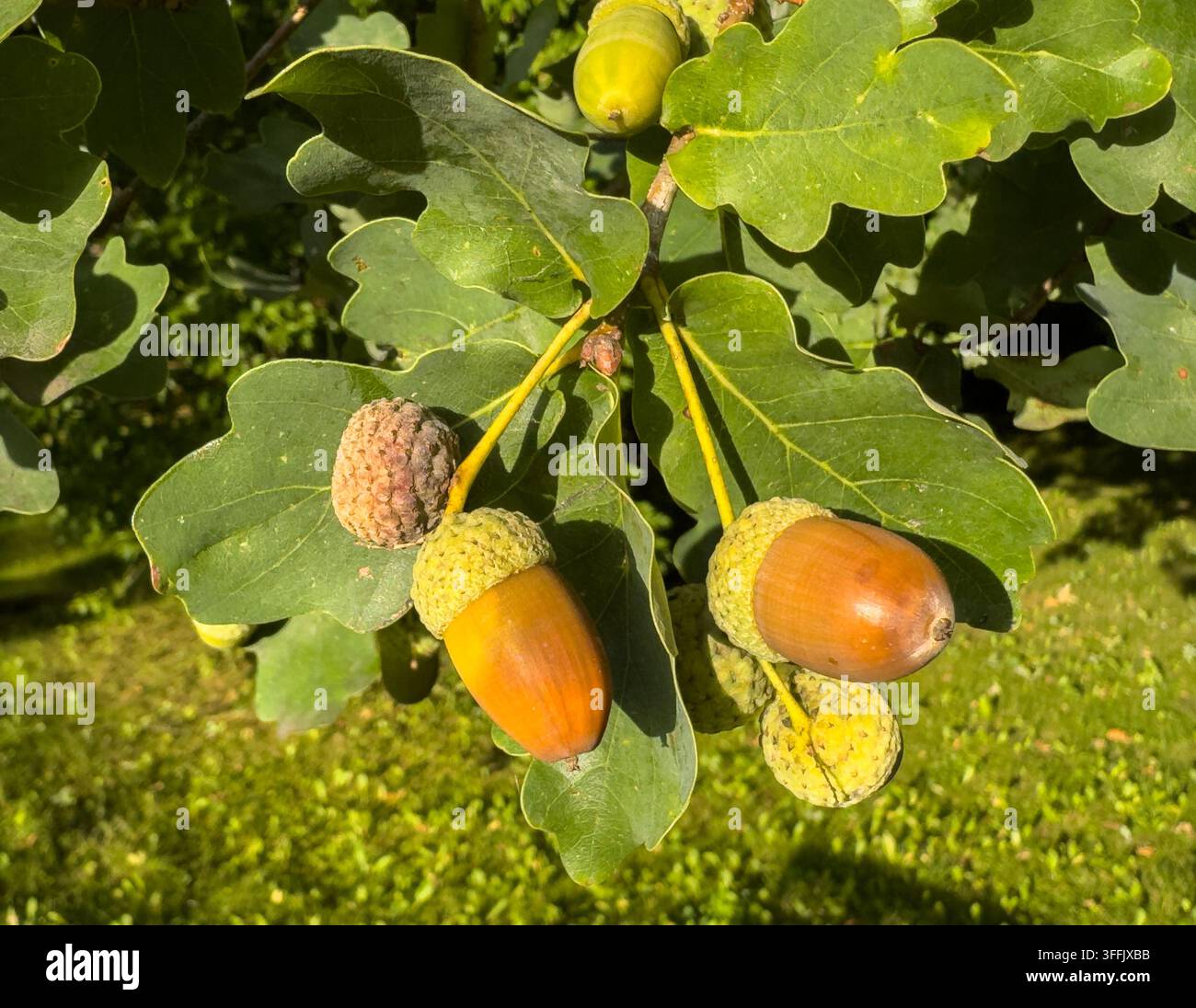 Herbst-Eicheln, die im Herbst an einer Eiche wachsen Stockfoto