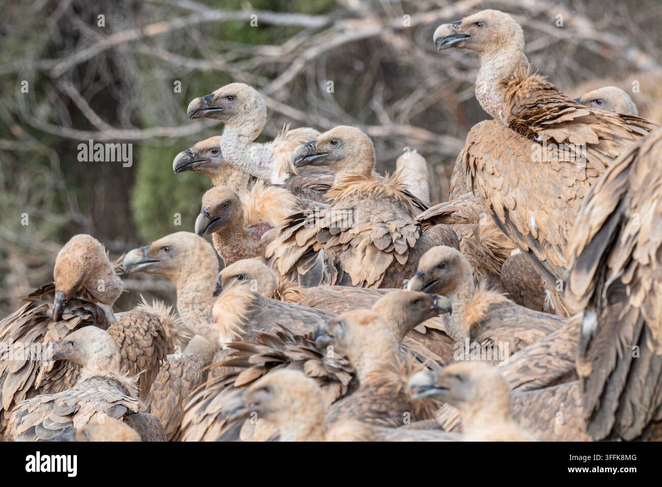 Ein beeindruckendes Wildtierfoto, das eine große Gruppe von Bartgeiern zeigt, die eng beieinander in einer natürlichen Umgebung versammelt sind. Die Vögel zeigen ihre Chara Stockfoto