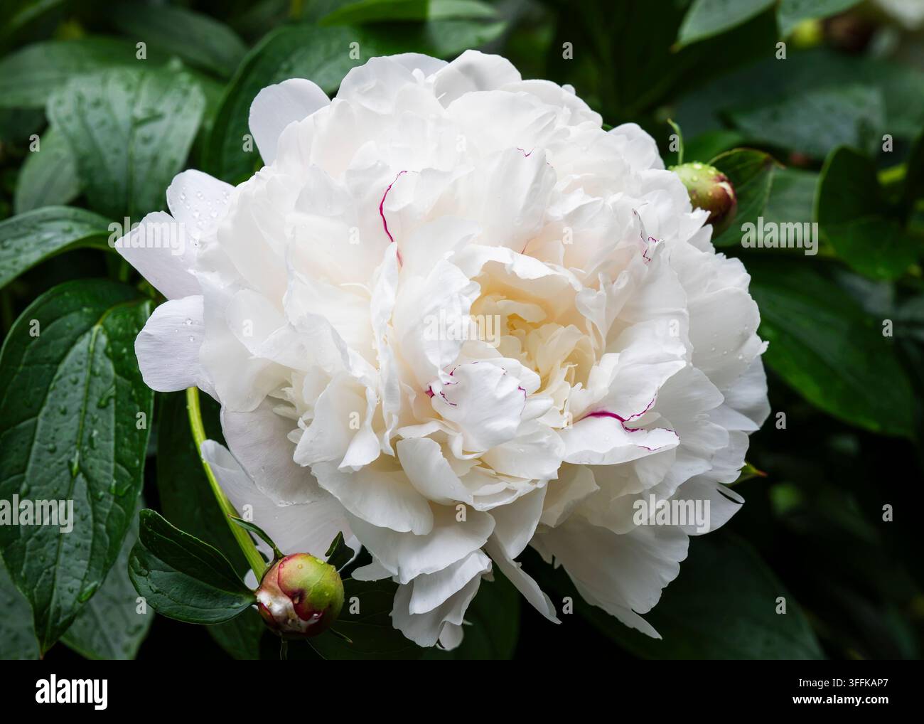 Paeonia lactiflora ‚La Lorraine‘, eine historische französische Staudenpflanze mit einer großen, voll-doppelten Blüte in cremeweiß und zartem Altrosa. Stockfoto