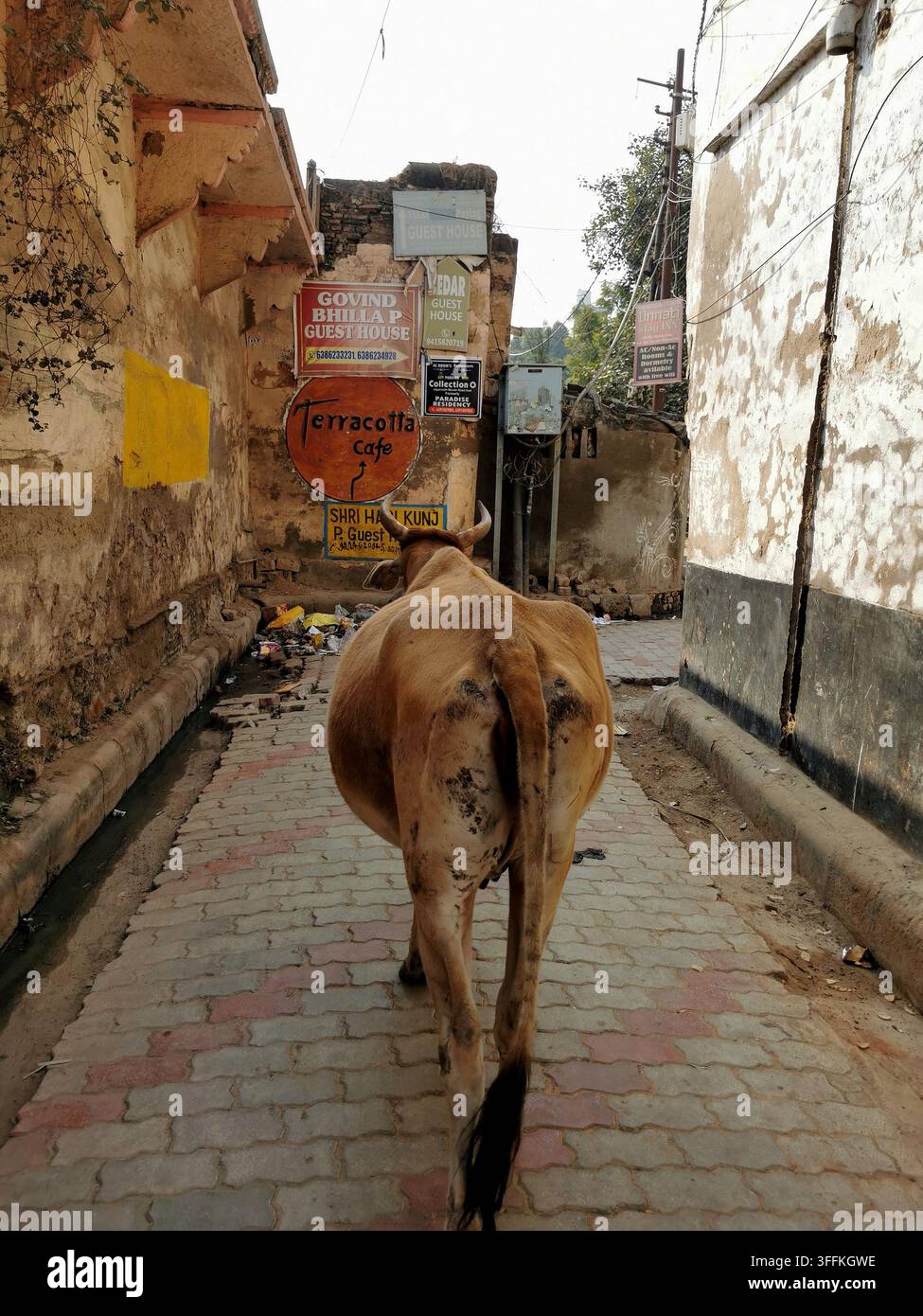 VARANASI, INDIEN - 23. JANUAR 2026: Eine Kuh geht durch eine enge Straße, die mit Gästehäusern, Cafés und Schildern für Touristen gesäumt ist, in der Altstadt von Varanasi. Stockfoto
