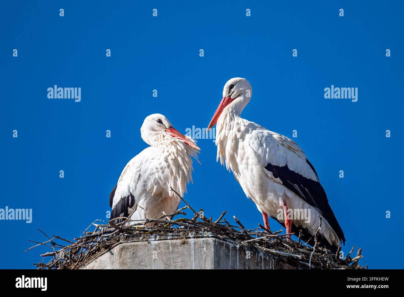Zwei weiße Störche stehen zusammen auf einem großen Nest unter einem klaren blauen Himmel. Die adulten Vögel zeigen weißes Gefieder, schwarze Flügel und einen langen roten Schnabel Stockfoto