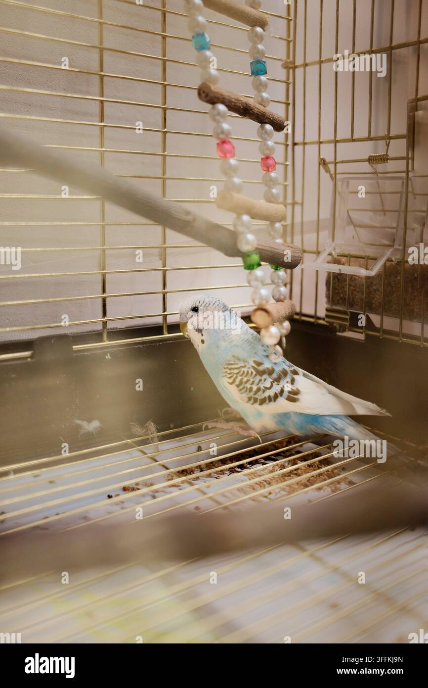 Blauer und weißer Wellensittich steht ruhig auf einem Holzständer in seinem Käfig, umgeben von bunten hängenden Dekorationen. Stockfoto