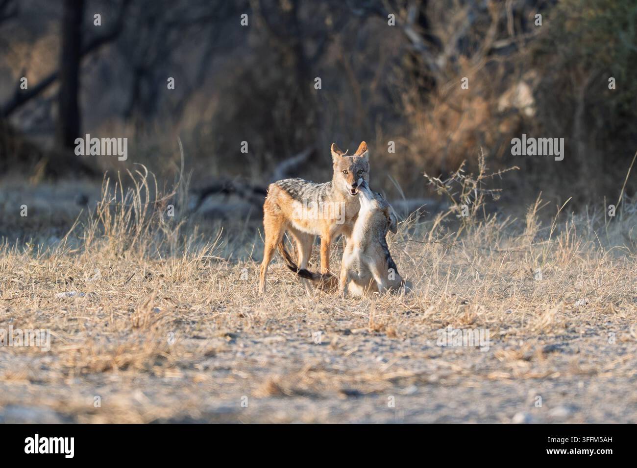Schwarzrücken-Schakal-Paar spielt in der Kalahari Stockfoto