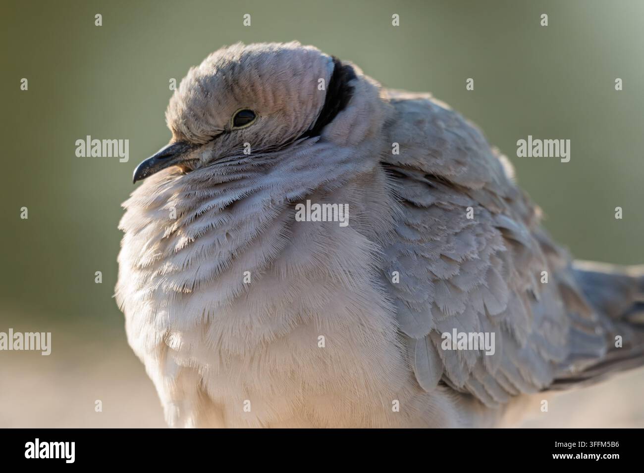 Nahaufnahmeporträt einer Halsbandtaube nahe einem Wasserloch in der Kalahari Stockfoto