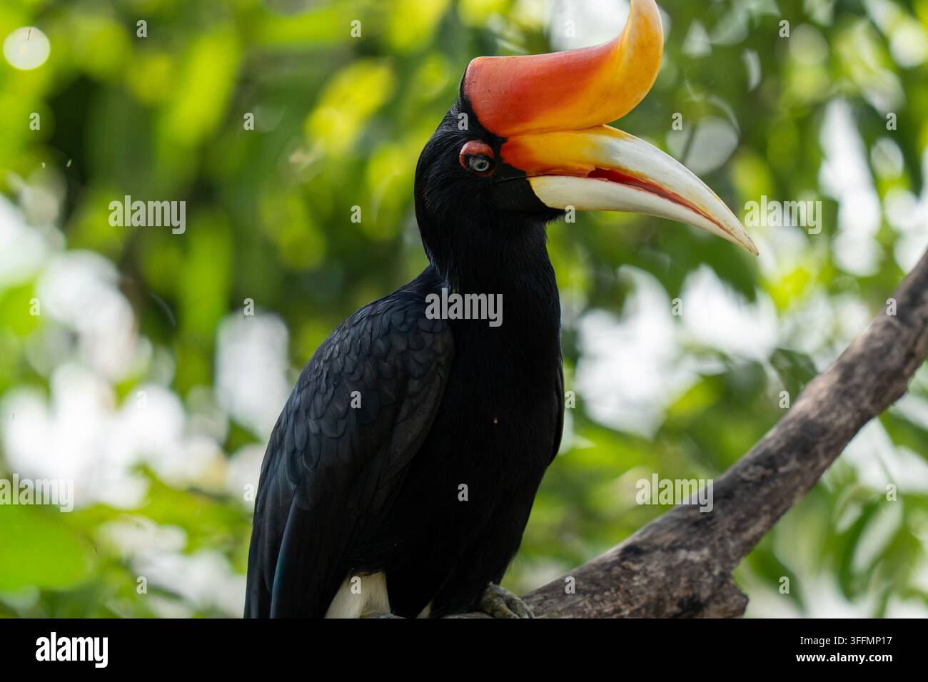 Nahaufnahme eines Nashornvogels, der im Regenwaldkronendach Früchte fressend Stockfoto