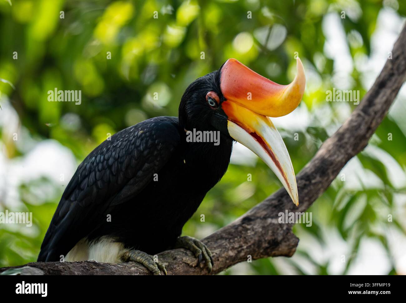 Nahaufnahme eines Nashornvogels, der im Regenwaldkronendach Früchte fressend Stockfoto