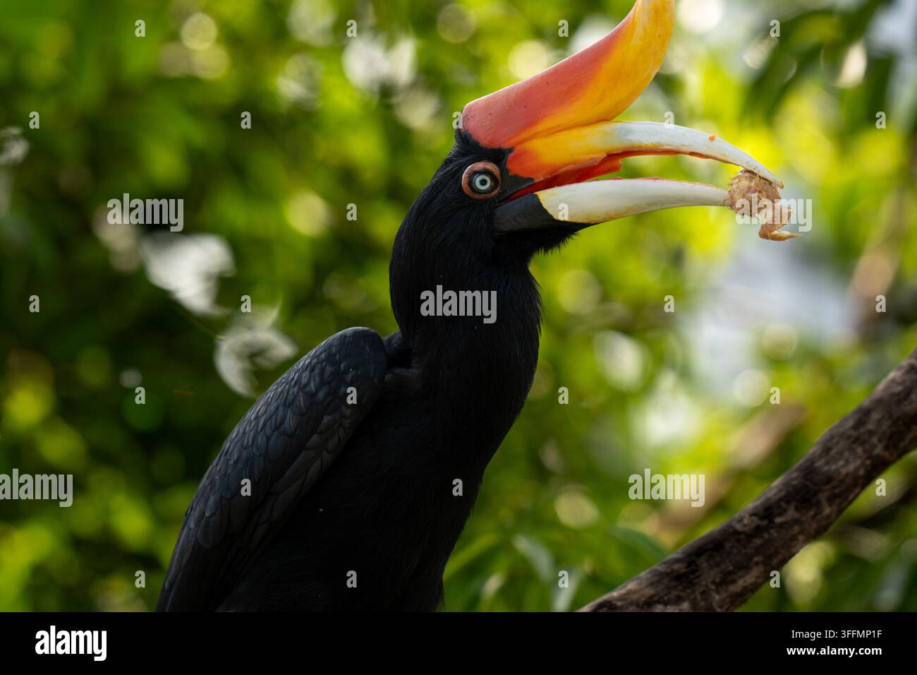 Nahaufnahme eines Nashornvogels, der im Regenwaldkronendach Früchte fressend Stockfoto