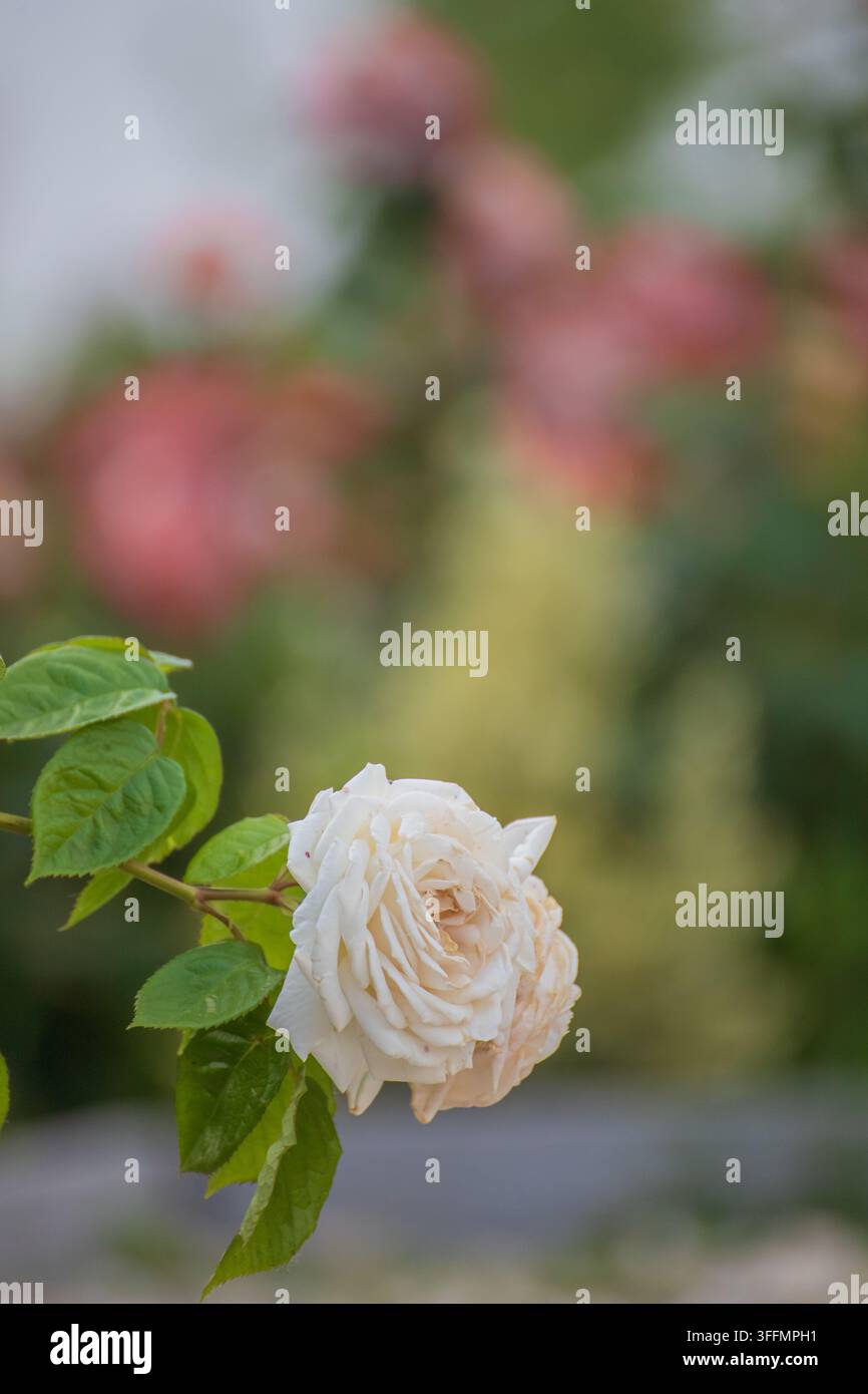 Einzige cremeweiße Rose mit weichen Blütenblättern und grünen Blättern, mit verschwommenen rosa Rosen im Gartenhintergrund, geringe Schärfentiefe Stockfoto