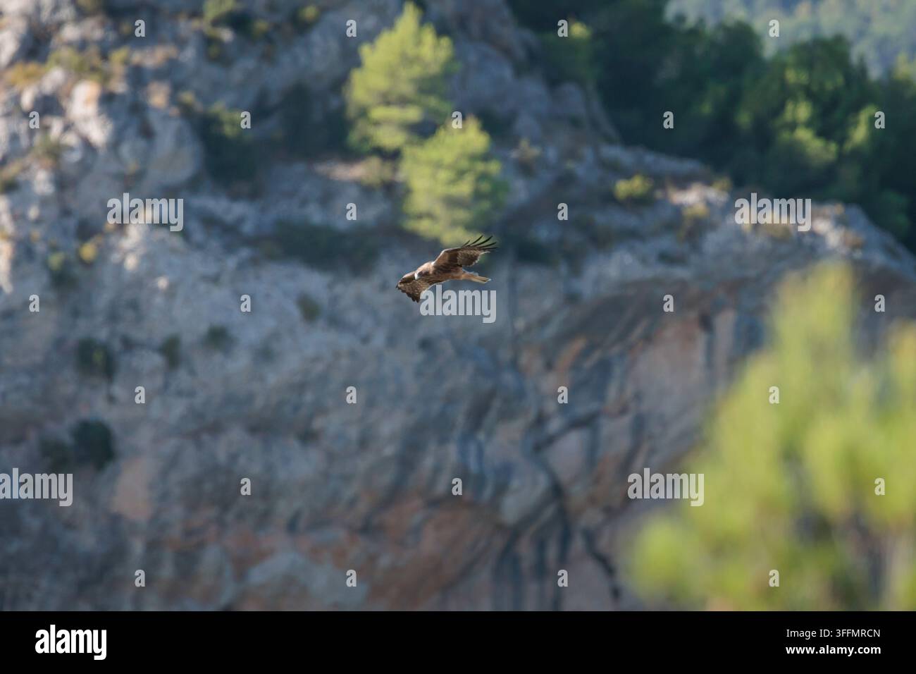 Sperbereagle (Hieraaetus pennatus) schwebt an einer felsigen Klippe in seinem Berglebensraum vorbei, Alcoy, Spanien Stockfoto