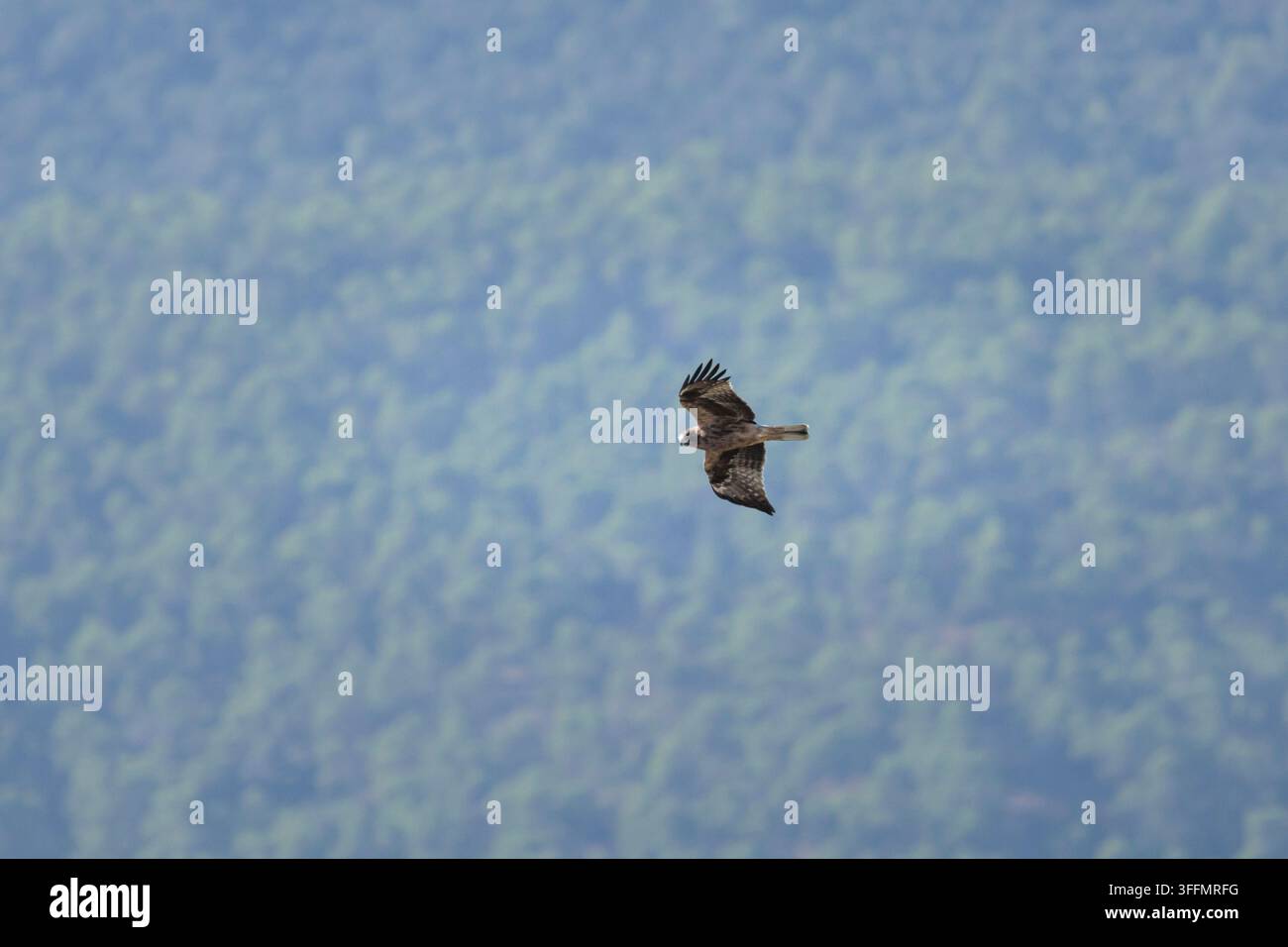 Schlangenadler (Hieraaetus pennatus) schwebt über das Waldkronendach in seinem natürlichen Lebensraum, Alcoy, Spanien Stockfoto
