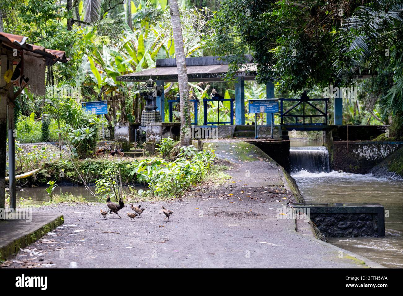 Ubud, Bali, Indonesien, 18. März 2026. Ein Betonbewässerungskanal führt an einer kleinen Wasserregulierungsanlage vorbei, während freilaufende Hühner den Zugang überqueren Stockfoto