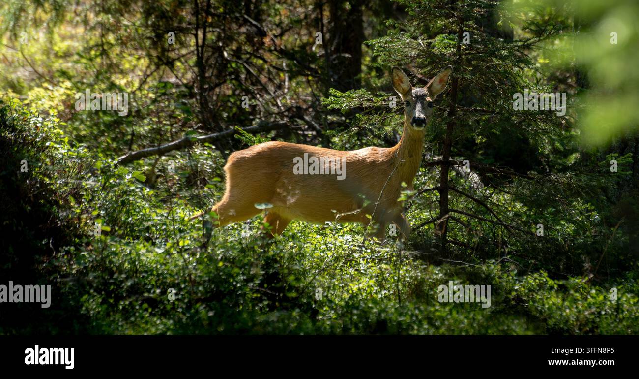 Rehbock (Capreolus capreolus) Ricke im Sommerfell im gesprenkelten Wald, Mörtö, Stockholmer Archipel, Schweden. Stockfoto
