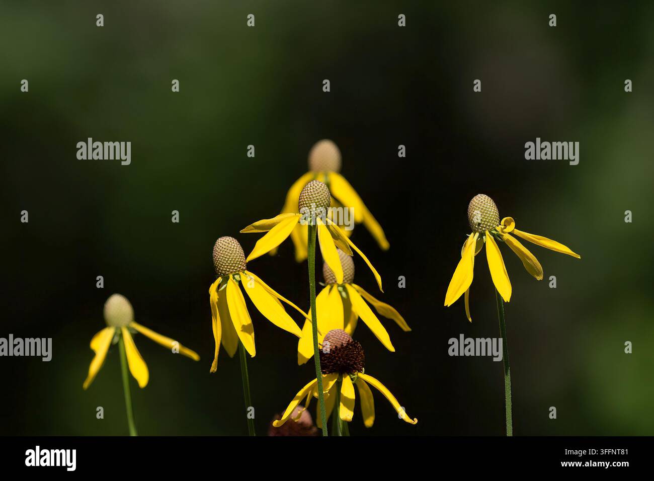 grauköpfige Sonnenhutpflanzen (Ratibida pinnata), auch bekannt als gelbe Prärie-Sonnenhüte Stockfoto