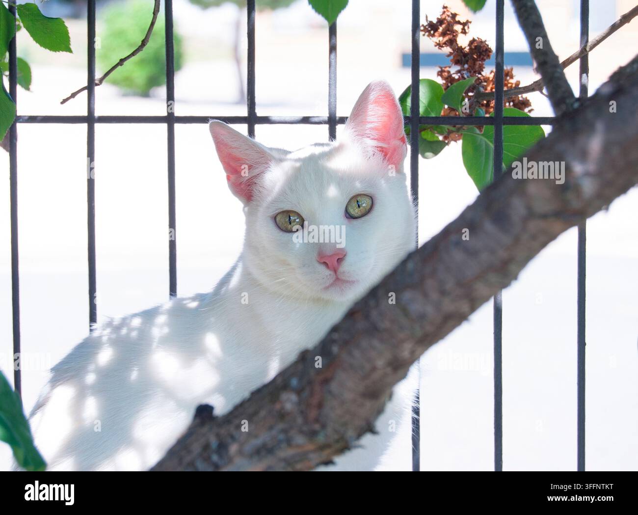 Porträt einer weißen Hauskatze, die auf einem Ast ruht Stockfoto