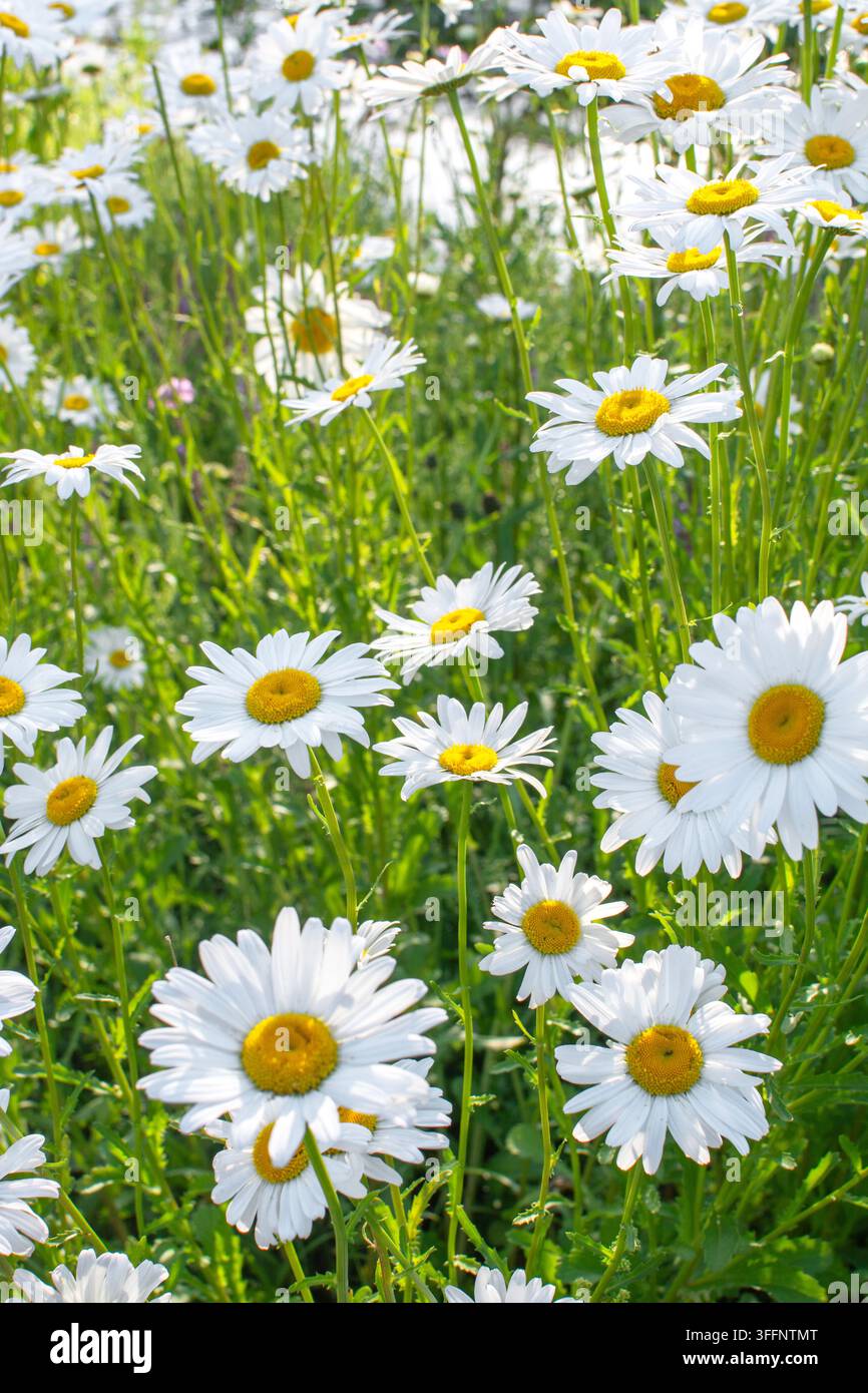 Oxaugen-Gänseblümchen (Leucanthemum vulgare) im Mai in Blüte, Oxaugen-Gänseblümchen, Oxaugen-Gänseblümchen, Hundegänseblümchen, Marguerite, rhizomatöse Staude Stockfoto