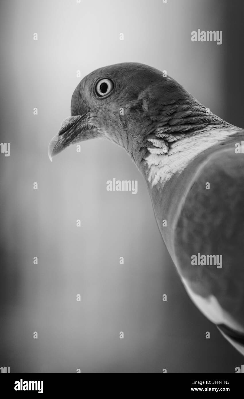 Nahaufnahme im Profil der gewöhnlichen Waldtaube Stockfoto