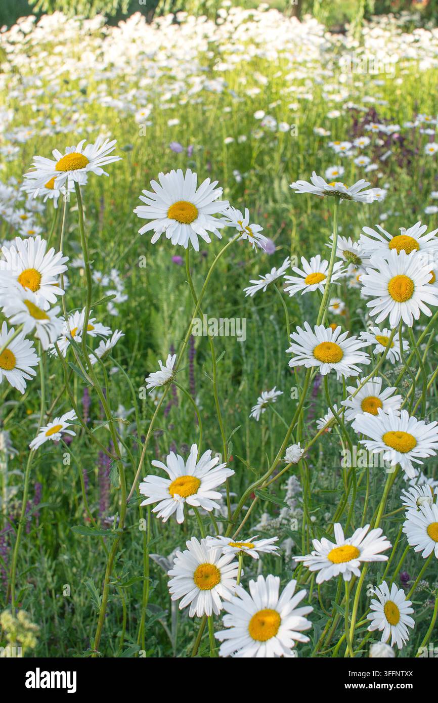 Oxaugen-Gänseblümchen (Leucanthemum vulgare) im Mai in Blüte, Oxaugen-Gänseblümchen, Oxaugen-Gänseblümchen, Hundegänseblümchen, Marguerite, rhizomatöse Staude Stockfoto