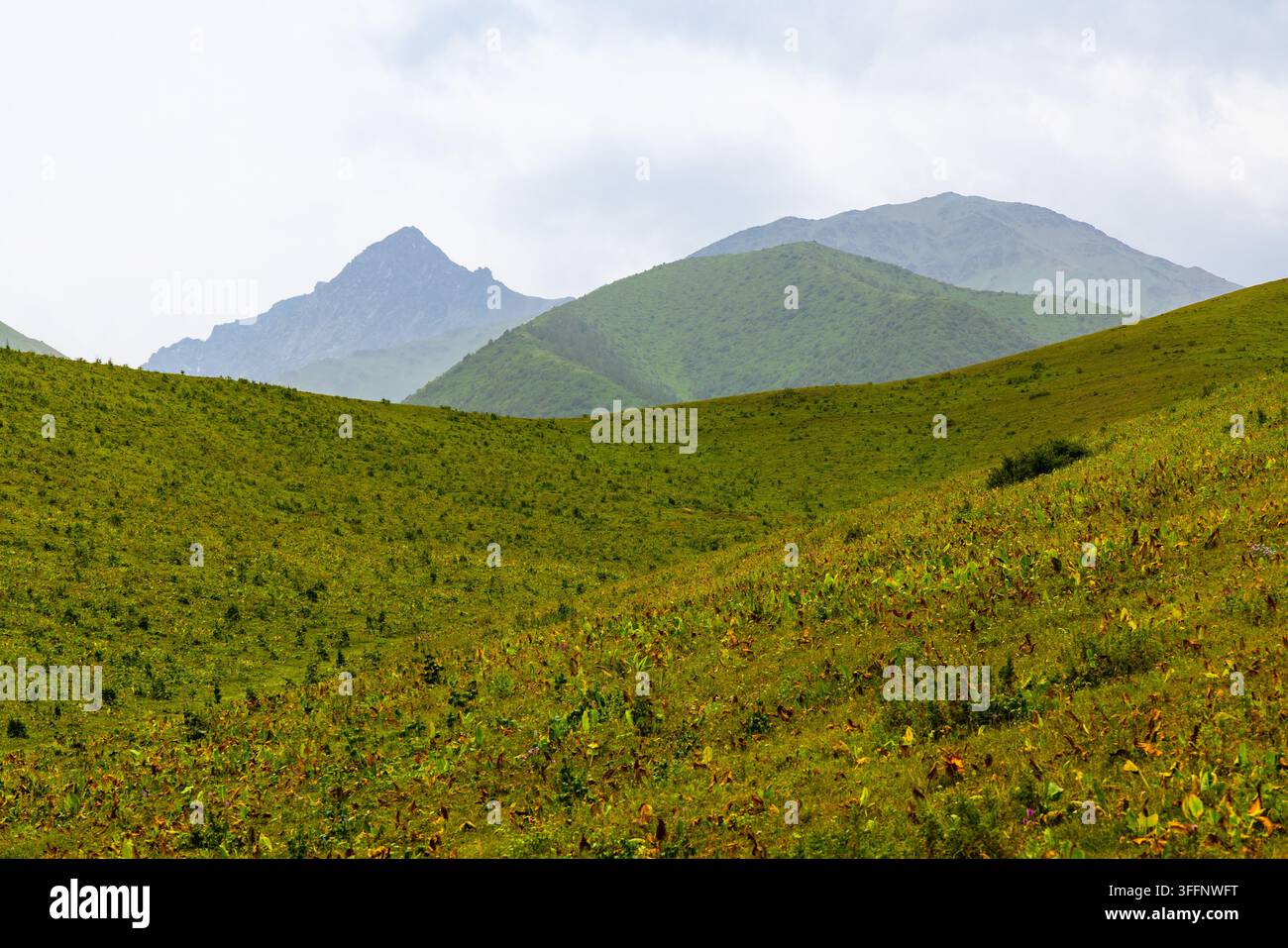 Weite, sanft geschwungene grüne Hügel dominieren die Landschaft und führen zu einem schroffen Berggipfel in der Ferne. Weiches, diffuses Licht unterstreicht die ruhige Schönheit dieser Wildnis in Kirgisistan. Stockfoto