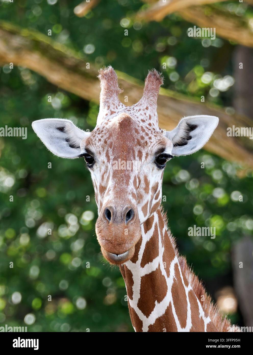 Netzgiraffe, Somaligiraffe, Giraffa camelopardalis reticulata, recés zsiráf Stockfoto