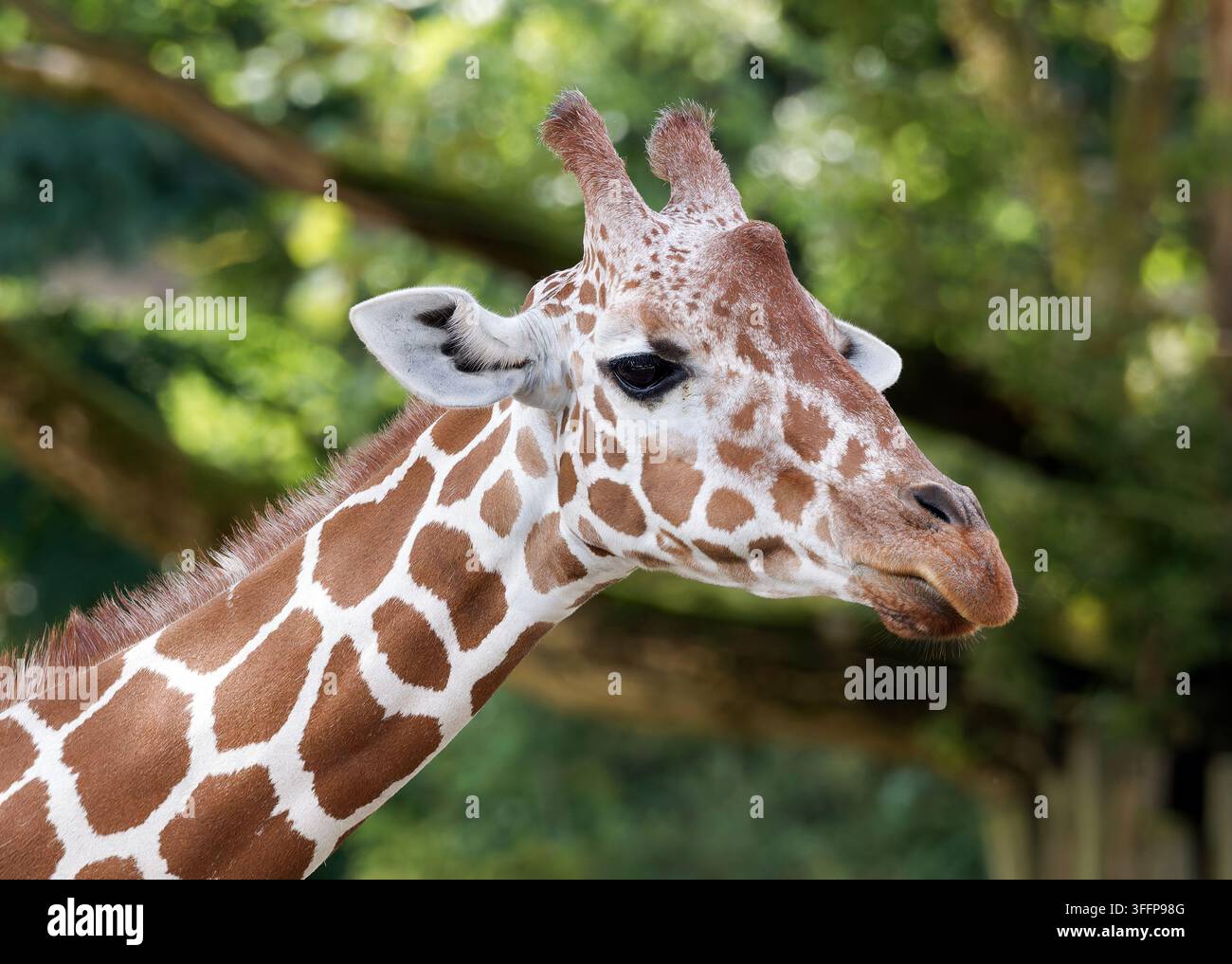 Netzgiraffe, Somaligiraffe, Giraffa camelopardalis reticulata, recés zsiráf Stockfoto