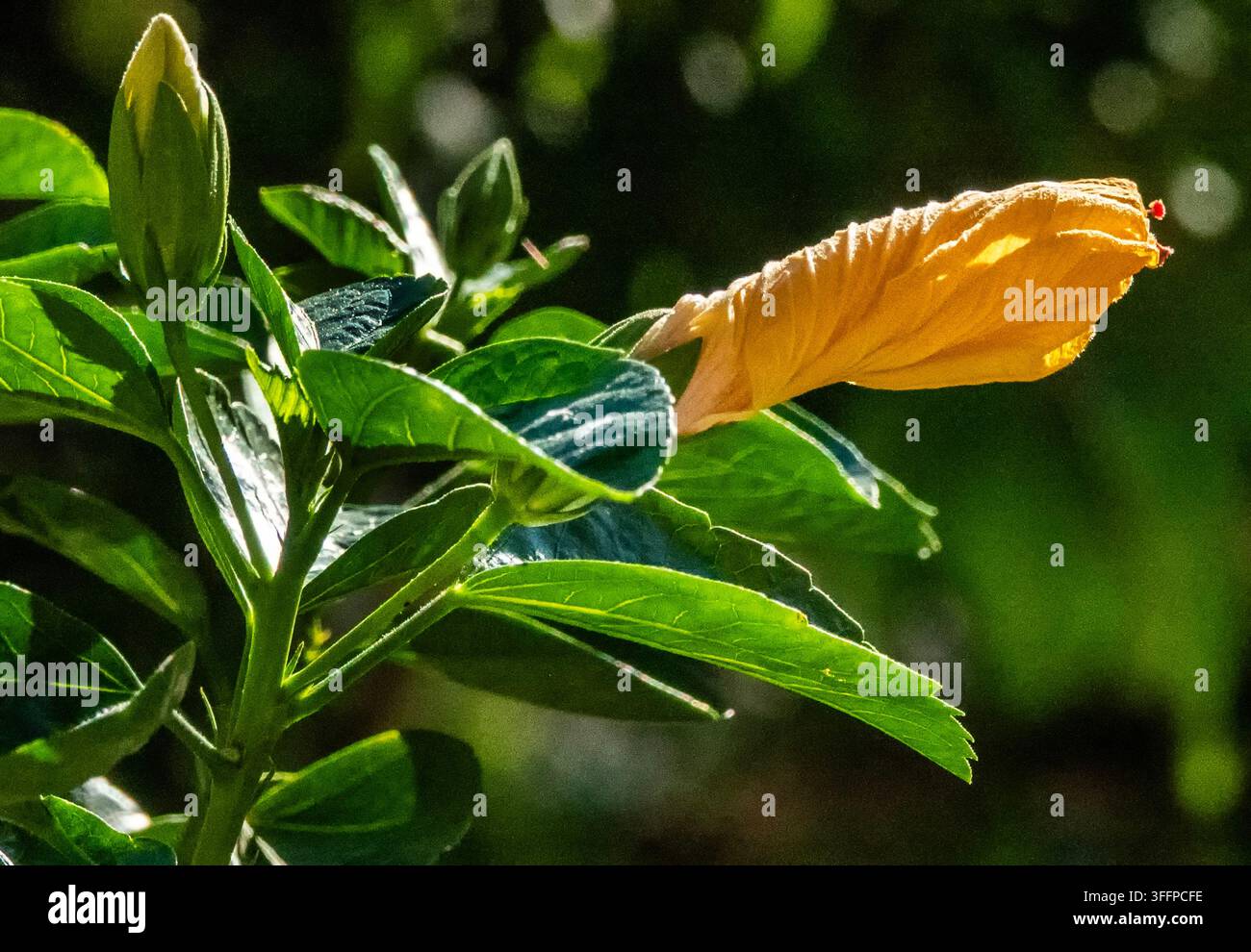 Eine ungeöffnete, sich verdrehende gelb-orange Blütenknospe einer Hibiskuspflanze, wahrscheinlich einer Art wie Hibiscus rosa-sinensis Stockfoto
