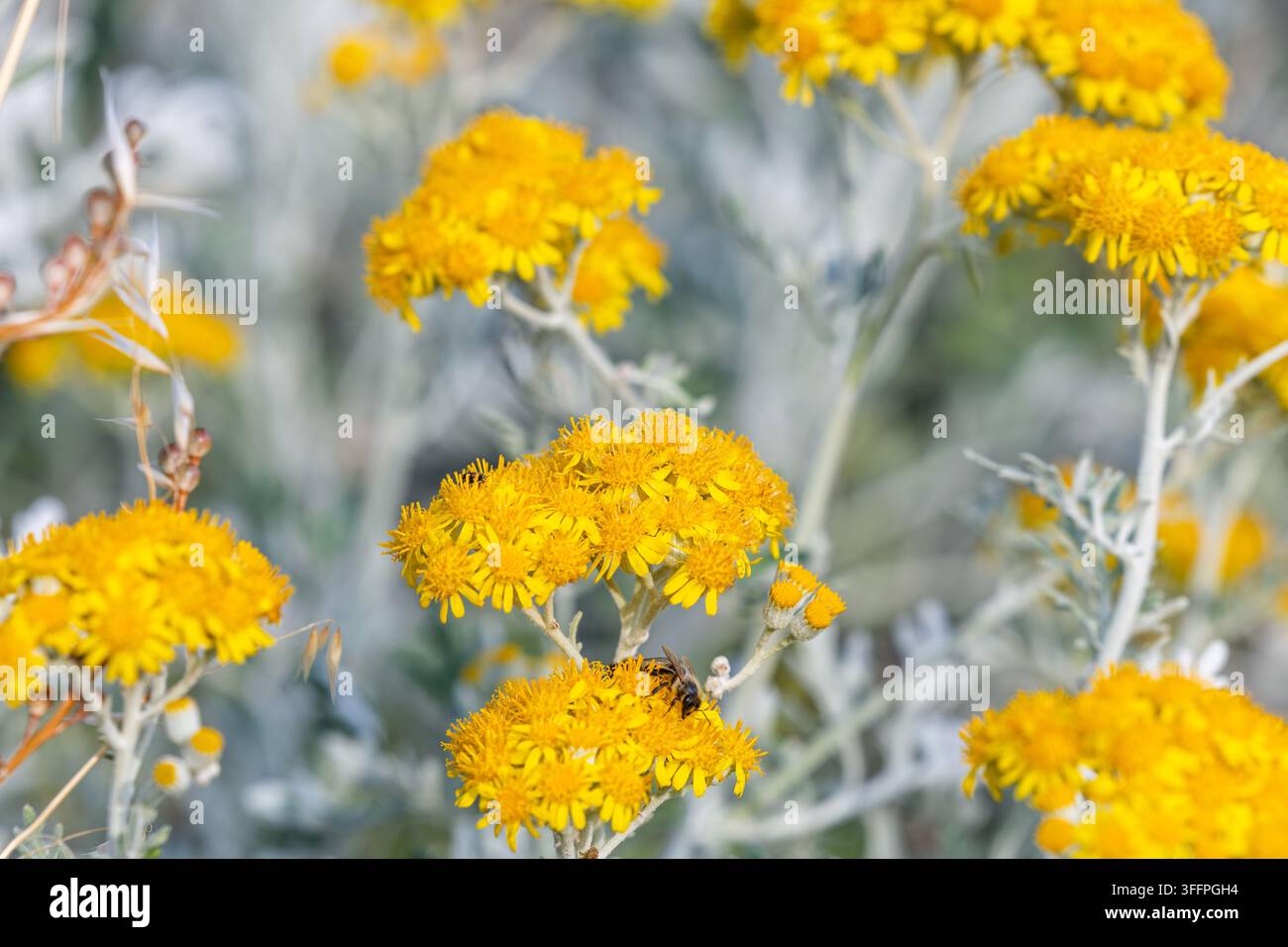 Nahaufnahme von leuchtend gelben Wildblumen mit einer Biene, die Pollen sammelt, vor weichem graugrünem Laub und einem verschwommenen Hintergrund, der den Frühling suggeriert Stockfoto