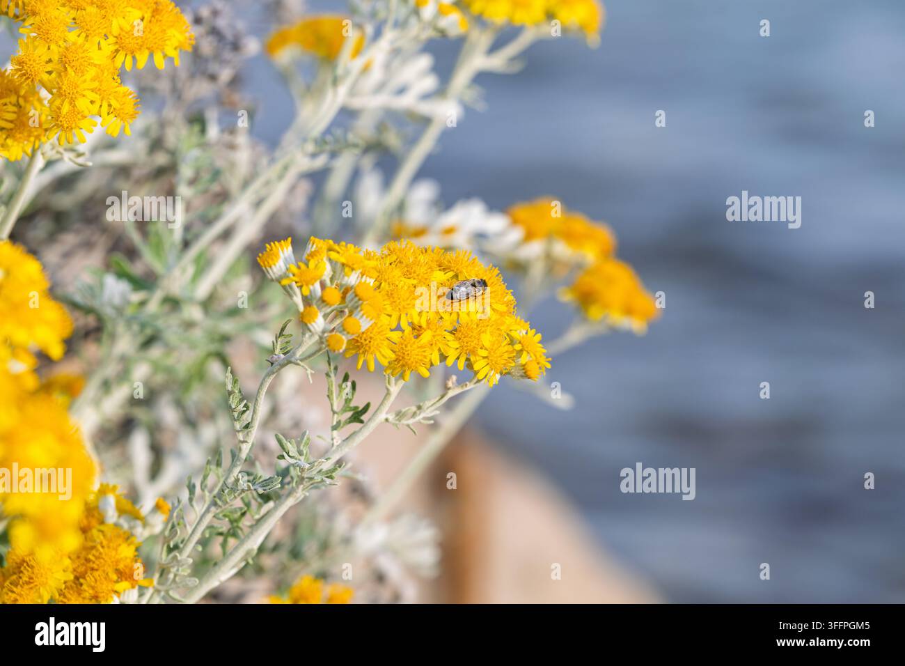 Nahaufnahme von leuchtend gelben Wildblumen mit einer Biene, die entlang einer Küstenlinie an Pollen füttert; weicher Bokeh-Wasserhintergrund, der Sommervollbestäubung vermittelt Stockfoto