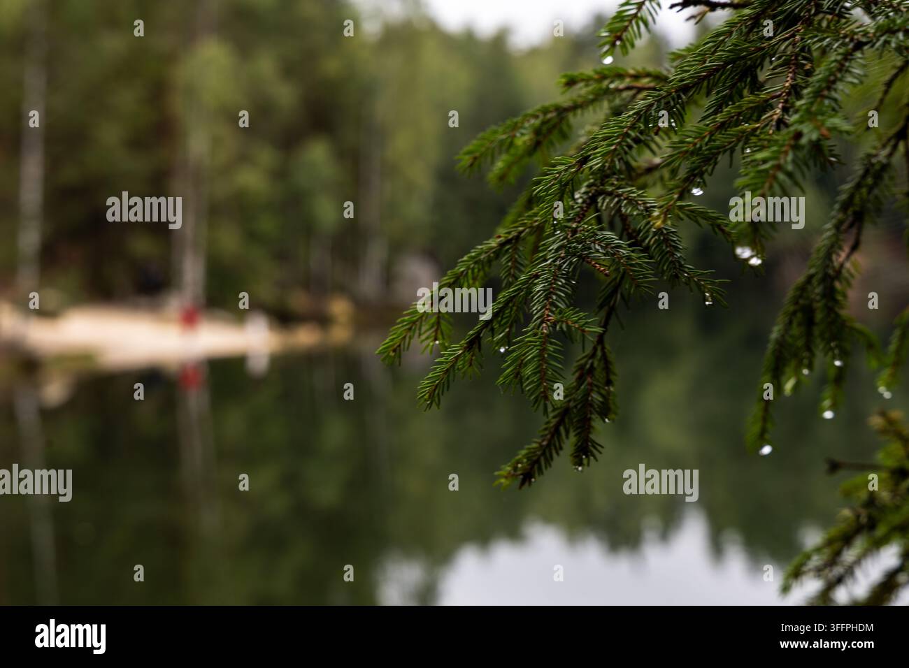 Regentropfen auf Kiefernzweigen mit einem ruhigen See im Hintergrund in Adrshpach, Tschechische Republik, eine friedliche Naturansicht, stille Waldatmosphäre Stockfoto