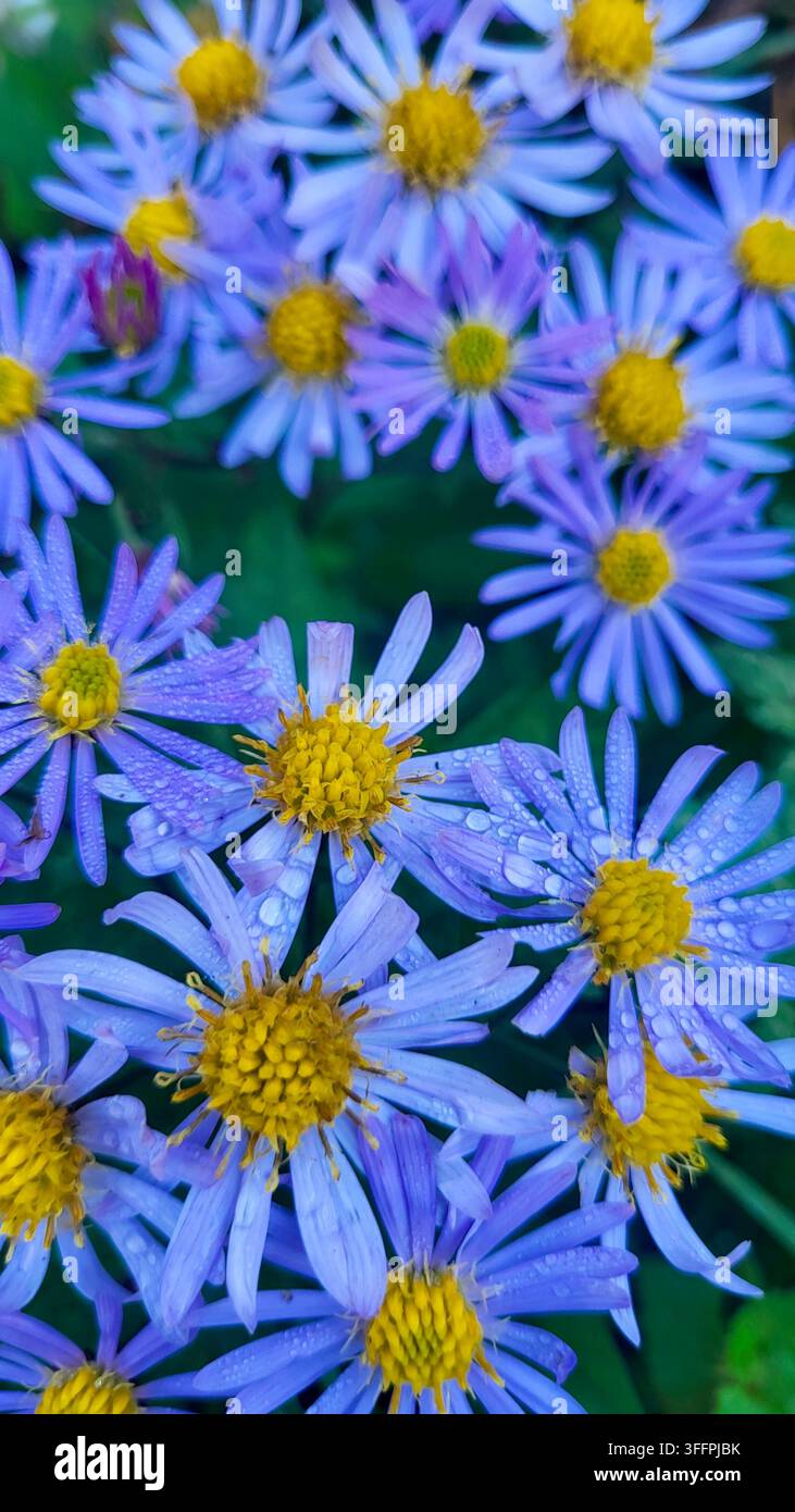 Nahaufnahme von zahlreichen Asternblüten im Herbst, bedeckt mit zarten Tautropfen, Schweizer Natur Stockfoto
