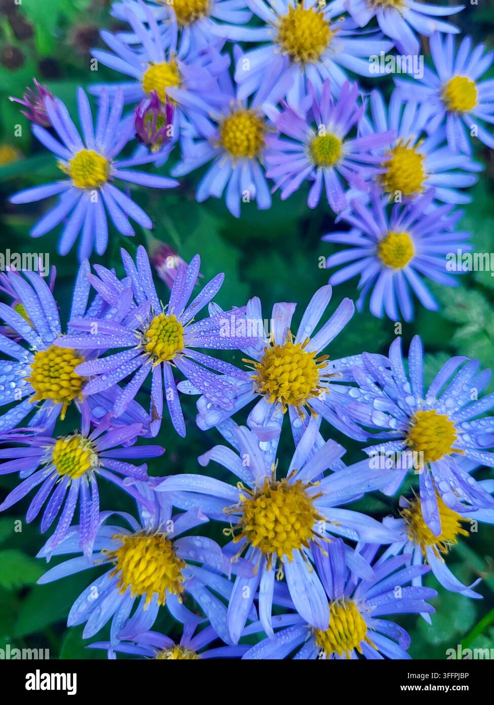 Nahaufnahme von zahlreichen Asternblüten im Herbst, bedeckt mit zarten Tautropfen, Schweizer Natur Stockfoto