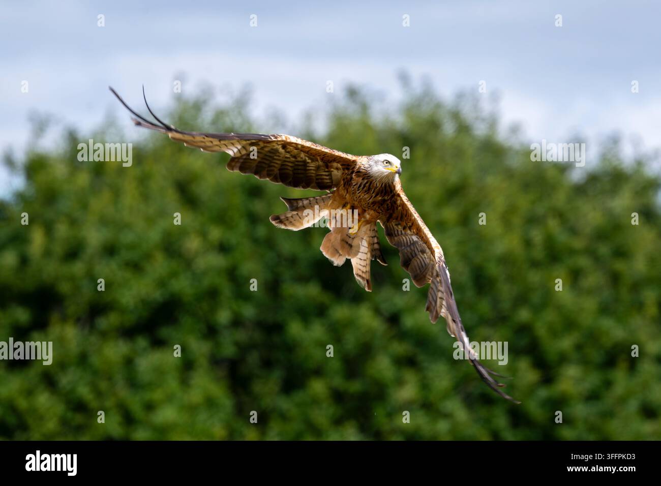 Ein majestätischer Roter Milan mit vollständig ausgebreiteten Flügeln gleitet durch die Luft, seine scharfen Augen auf das Ziel gerichtet Stockfoto