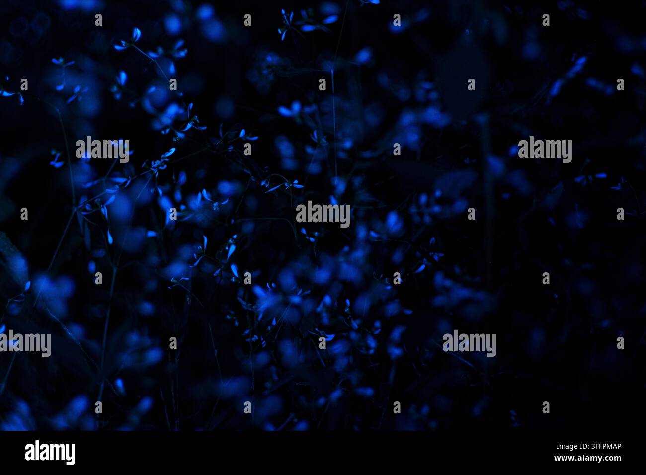 'Diamantfrost'-Wolfsmilch unter UV-Schwarzlicht bei Nacht Stockfoto