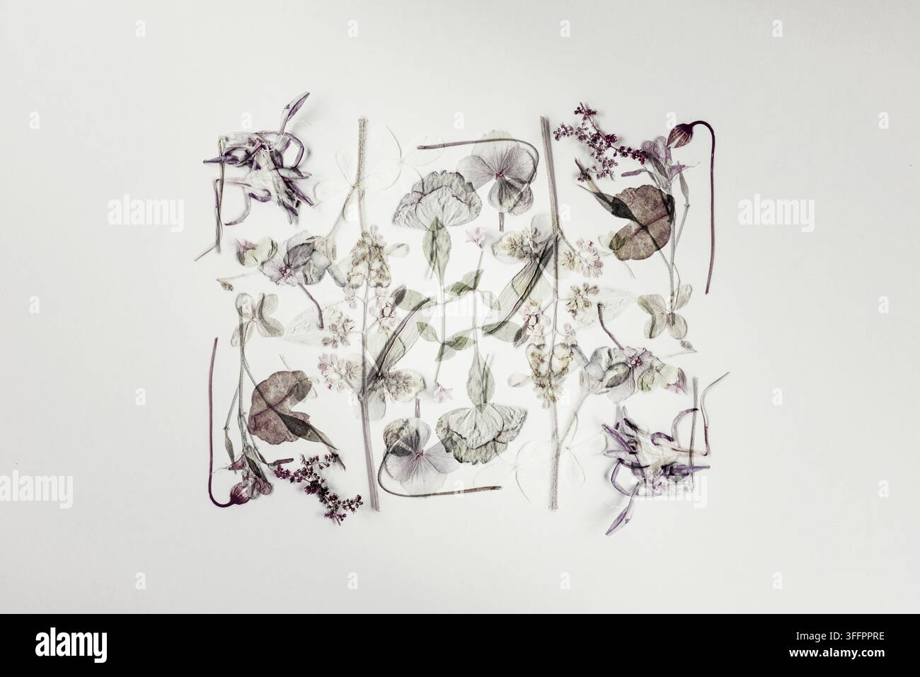 Zarte gepresste Blumen, Blätter und getrocknete Blüten bilden ein elegantes botanisches Flatlay auf einem weichen weißen Hintergrund und schaffen eine moderne Blumenkomposition w Stockfoto