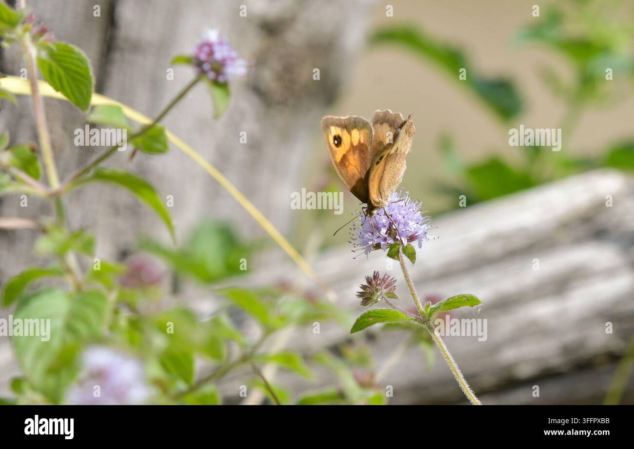 Nahaufnahme von Pyronia tithonus, die an Mentha aquatica-Blüten füttert Stockfoto