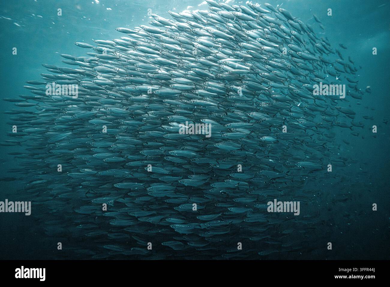 Große Schule von Heringen schwimmt zusammen unter Wasser während des jährlichen Heringlaufs in norwegischen Fjorden Stockfoto