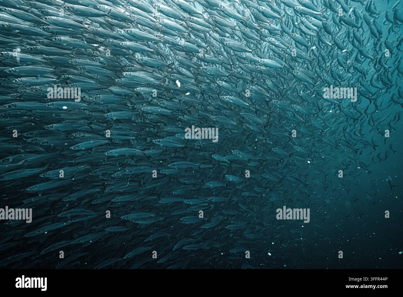 Massive Heringsschwarm bildet einen Köderball unter Wasser während des jährlichen Heringszugs in norwegischen Fjorden, Polarkreis Stockfoto