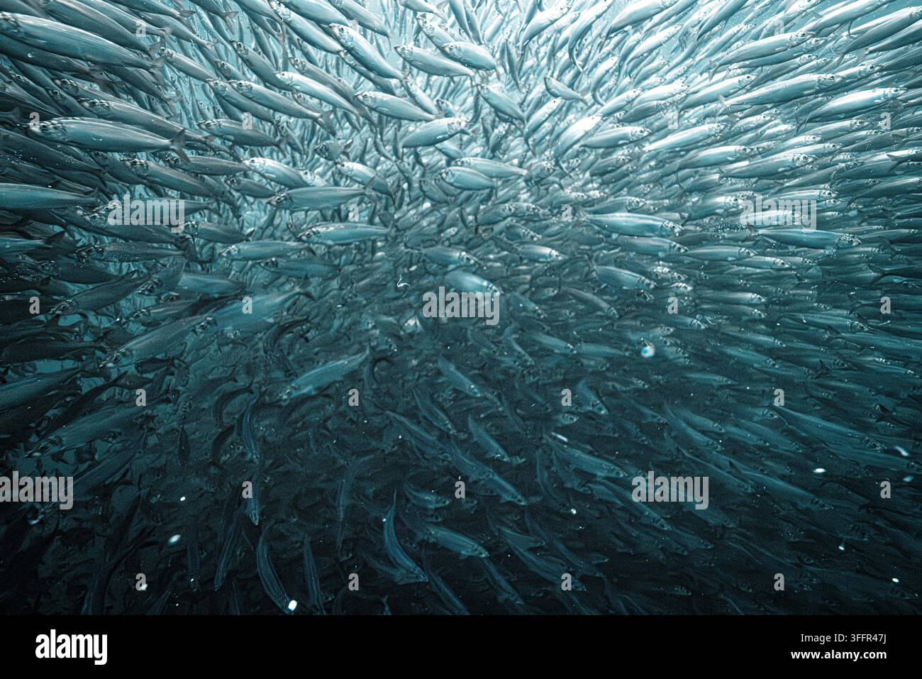 Große Schule von Atlantikheringen bildet einen dichten Köderball unter Wasser, Teil des jährlichen Heringlaufs in arktischem Norwegen Stockfoto
