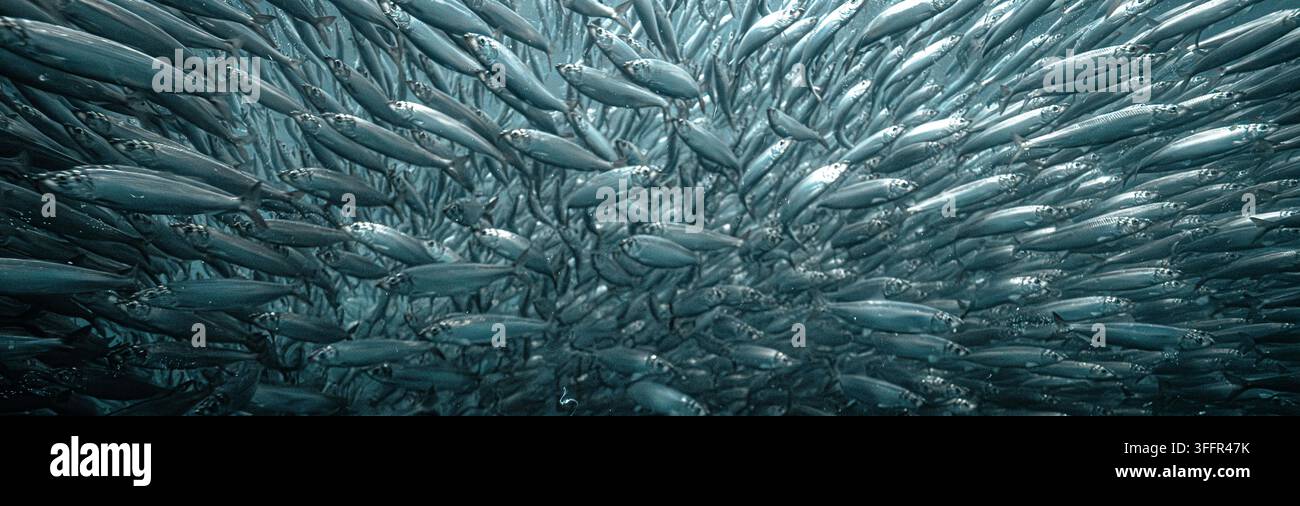 Große Schwarm Heringe bildet einen dichten Köderball unter Wasser während des jährlichen Heringlaufs in norwegischen Fjorden Stockfoto