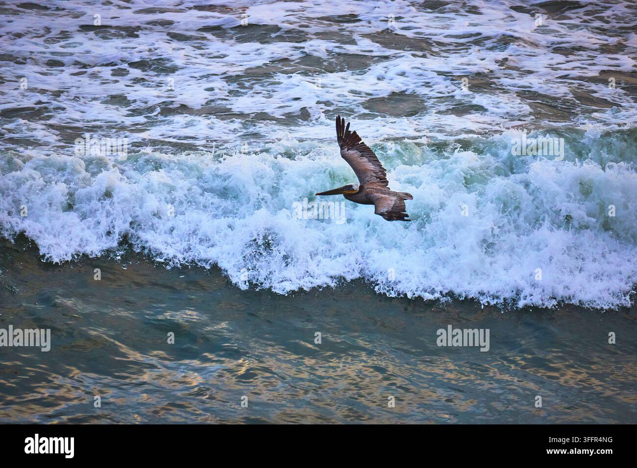 Ein brauner Pelikan schwebt anmutig über den rollenden Ozeanwellen an den Sunset Cliffs in San Diego, Kalifornien. Die Szene unterstreicht die Schönheit des Strandes Stockfoto