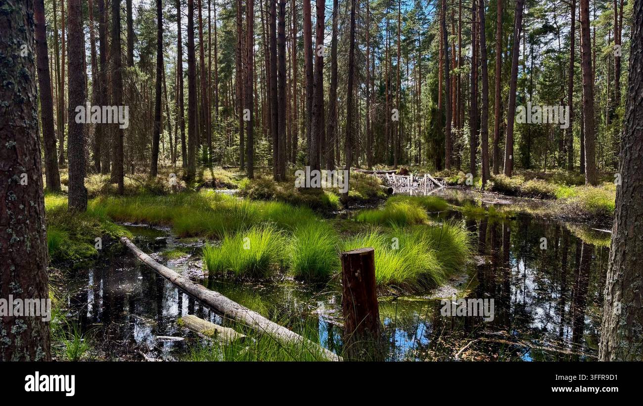 Scenische Feuchtgebietslandschaft mit ruhigem Wasser, grünem Gras und Bäumen in einer natürlichen Umgebung - Smartphone-aufgenommenes Stockfoto