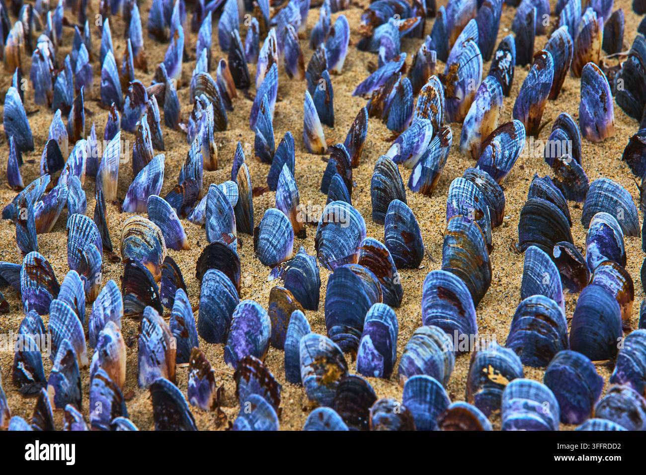 Muschelschalen in nasser Sandstrandtextur mit blauen und violetten Tönen Stockfoto