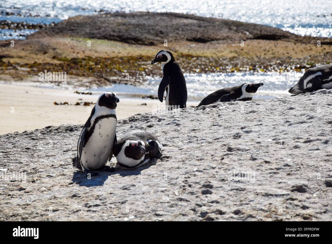 Afrikanische Pinguine am Boulders Beach, wobei einer eifersüchtig auf das Paar wirkt, Südafrika Stockfoto