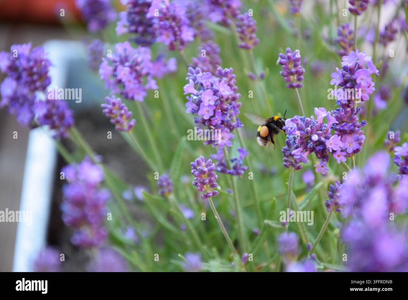 Bumblebee schwebt in der Nähe von blühenden Lavendelflora in einem Garten Stockfoto
