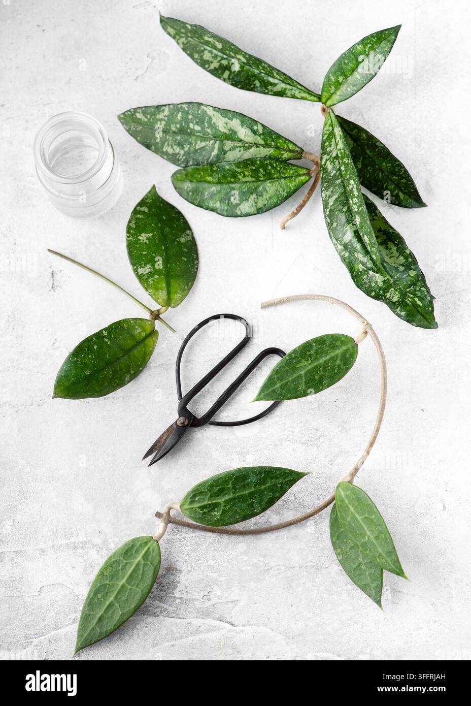 Hoya-Pflanzenvermehrungskonzept aus einer Flat-Lay-Ansicht. Grüne Wachspflanzenschnittlinge mit silbernen Spritzmustern liegen auf einem hellen Betonhintergrund Stockfoto