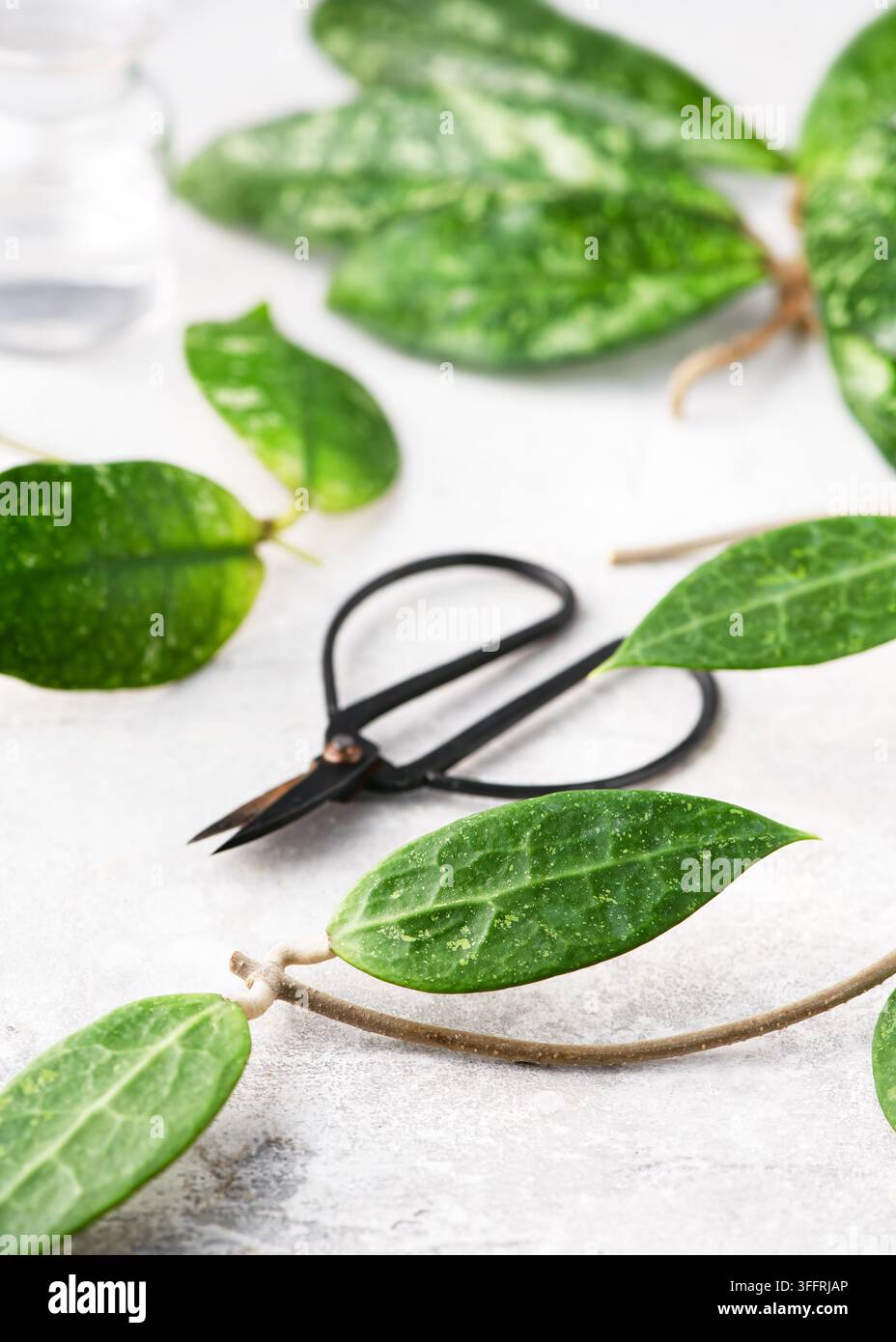Detaillierte Ansicht von Hoya mitrata und verticillata Stecklingen, die zur Wurzelbildung vorbereitet wurden. Stockfoto