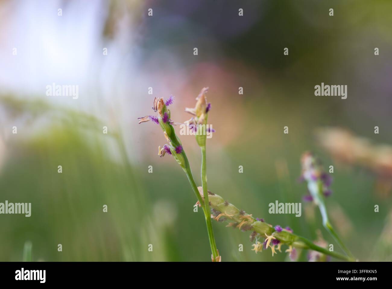 Paspalum-Gras (Paspalum sp.) Blütenstand mit violetten Narben und gelben Staubbeuteln, Makro, Ägypten Stockfoto