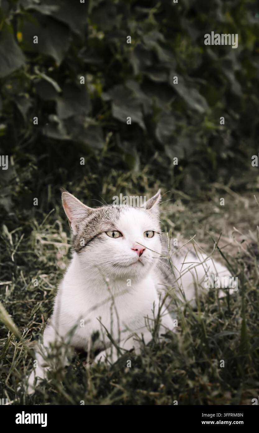 Eine weiß-graue Katze sitzt ruhig in hohem grünem Gras in einer Gartensituation und blickt zur Seite. Perfekt für Tierproduktwerbungen, Tierarztbroschüren und Stockfoto