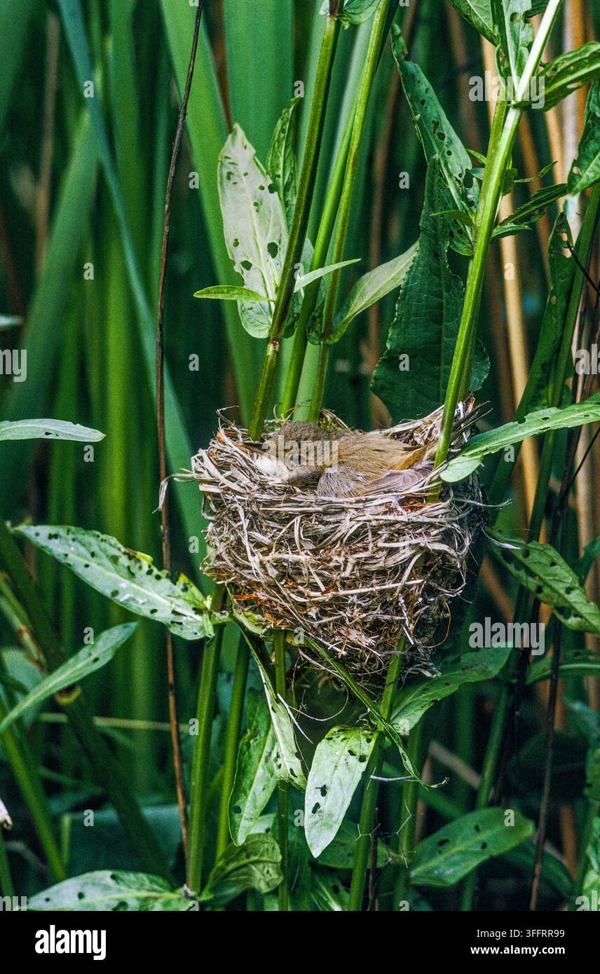 Weibchen der Mönchsgrasmücke, Sylvia communis, brütet Eier im Nest im Schilfland am Brent Reservoir, SSSI, London, England, Vereinigtes Königreich. Stockfoto