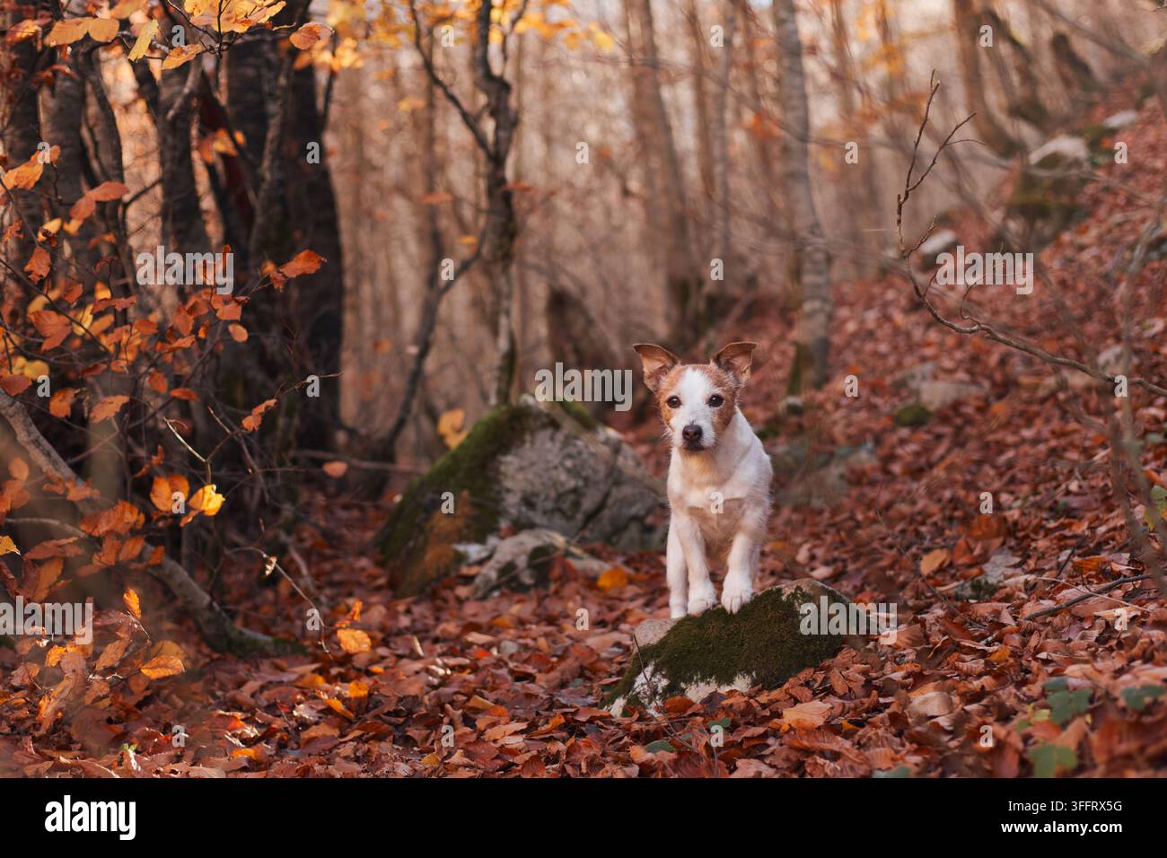 Ein Jack-Russell-Terrier sitzt ruhig auf einem Waldweg, der mit orangefarbenen Blättern bedeckt ist. Das Licht erzeugt einen sanften Kontrast zwischen moosigen Felsen und Baumstämmen. Stockfoto